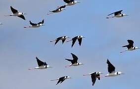 Pied Stilt