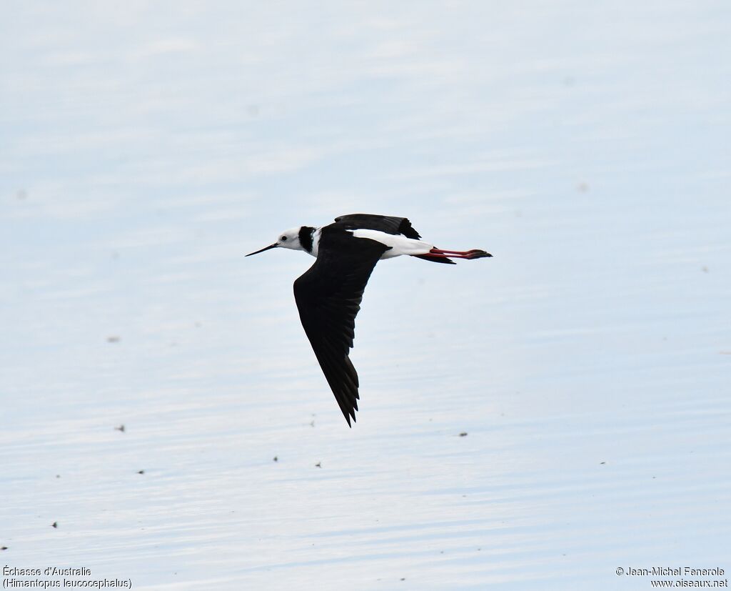 Pied Stilt