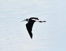 Pied Stilt