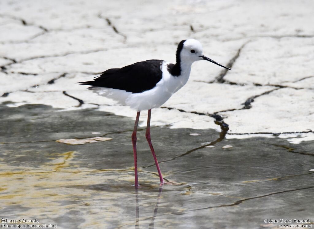 Pied Stilt