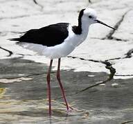 Pied Stilt