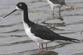 Black-necked Stilt (knudseni)