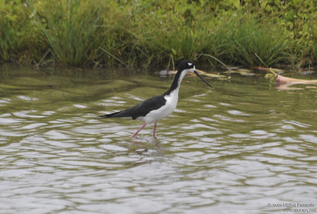 Black-necked Stilt (knudseni)