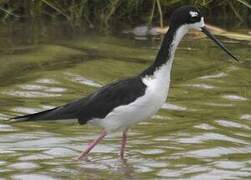 Black-necked Stilt (knudseni)