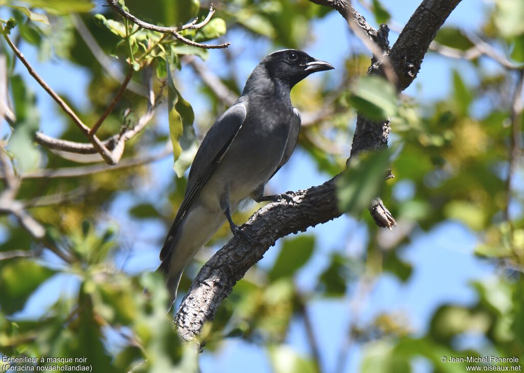 Black-faced Cuckooshrike