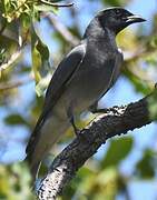 Black-faced Cuckooshrike