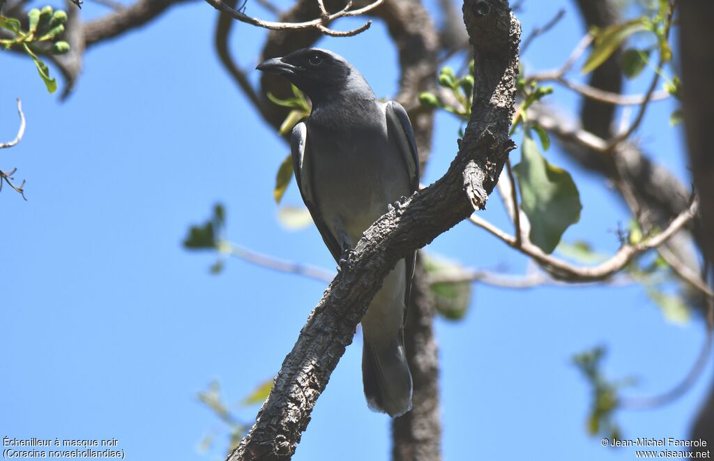 Black-faced Cuckooshrike