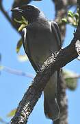 Black-faced Cuckooshrike