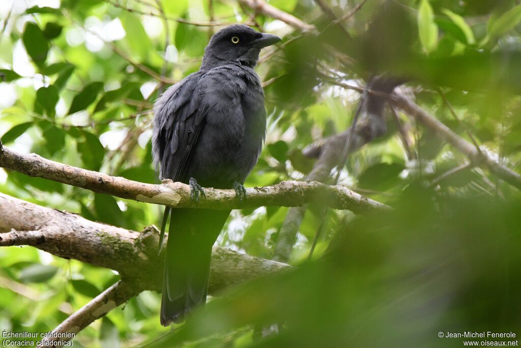 South Melanesian Cuckooshrike