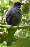 South Melanesian Cuckooshrike