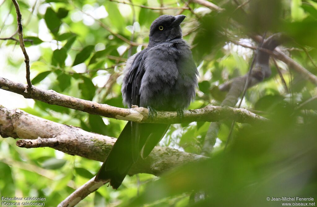 South Melanesian Cuckooshrike