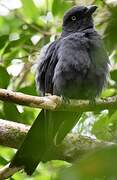 South Melanesian Cuckooshrike