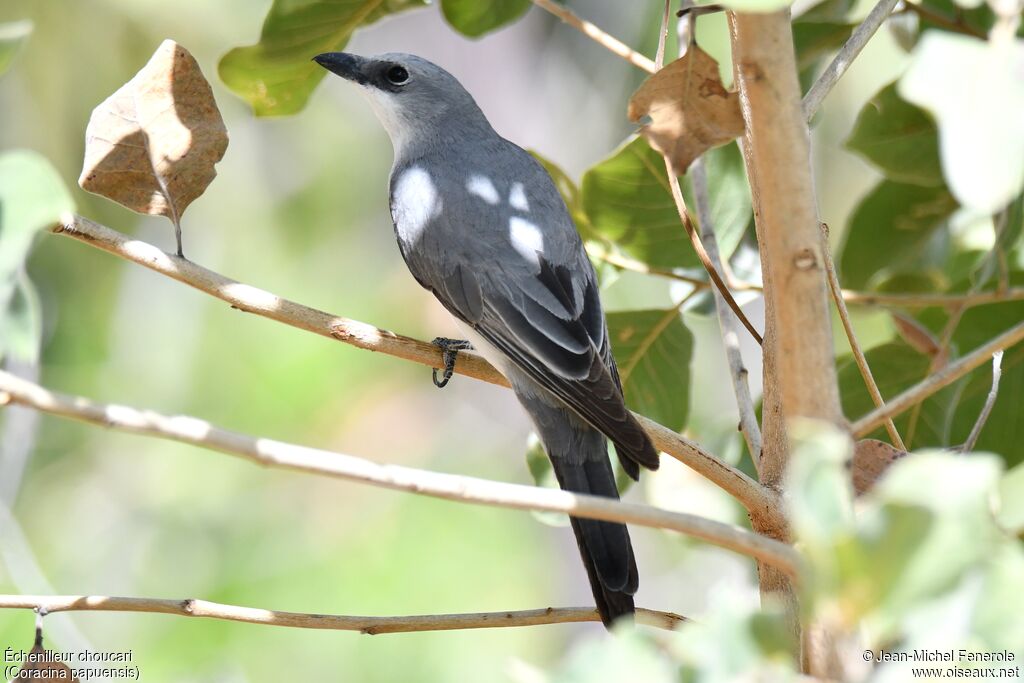 White-bellied Cuckooshrike