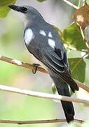 White-bellied Cuckooshrike