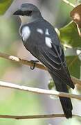 White-bellied Cuckooshrike