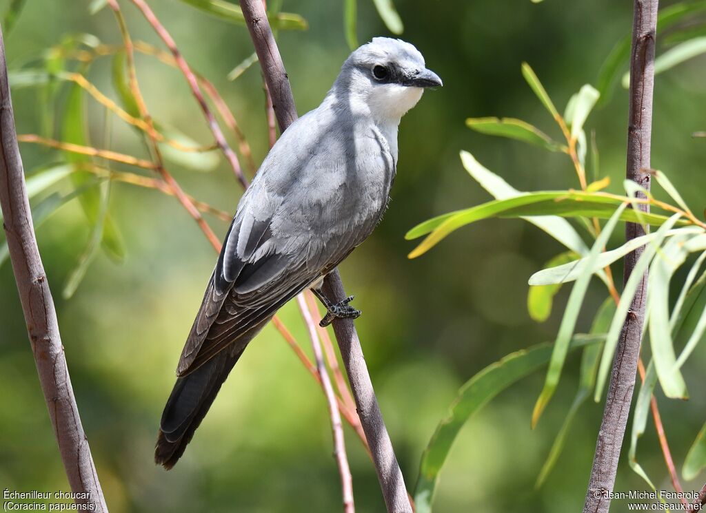 White-bellied Cuckooshrike