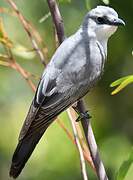 White-bellied Cuckooshrike