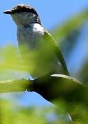 Long-tailed Triller