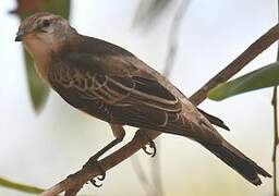 White-winged Triller