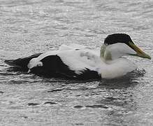 Eider à duvet