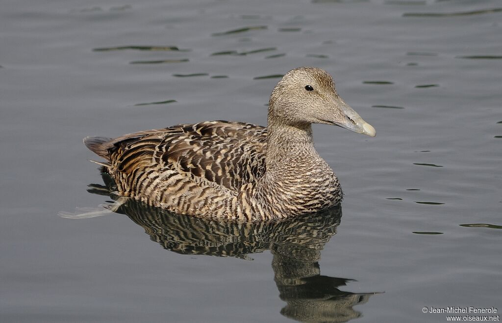 Common Eider