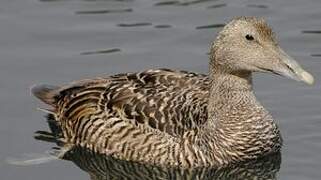 Common Eider