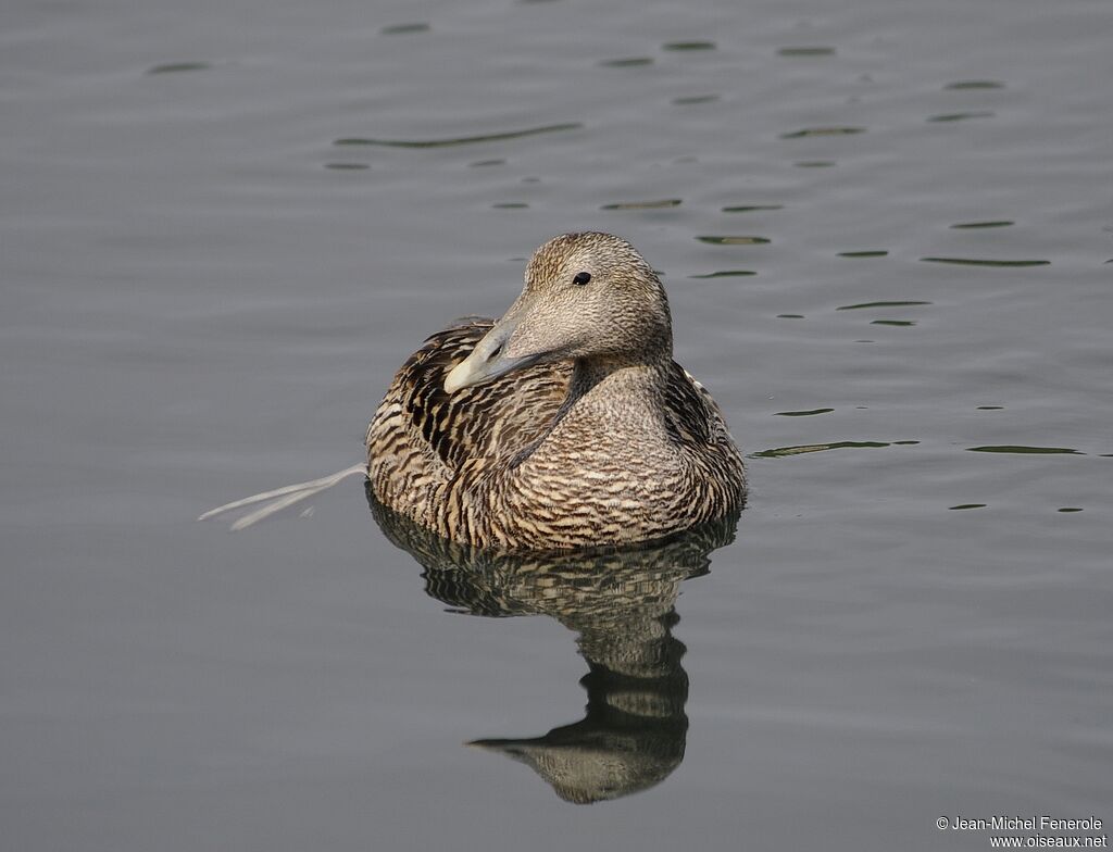 Eider à duvet