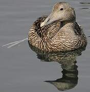 Eider à duvet