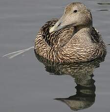 Eider à duvet