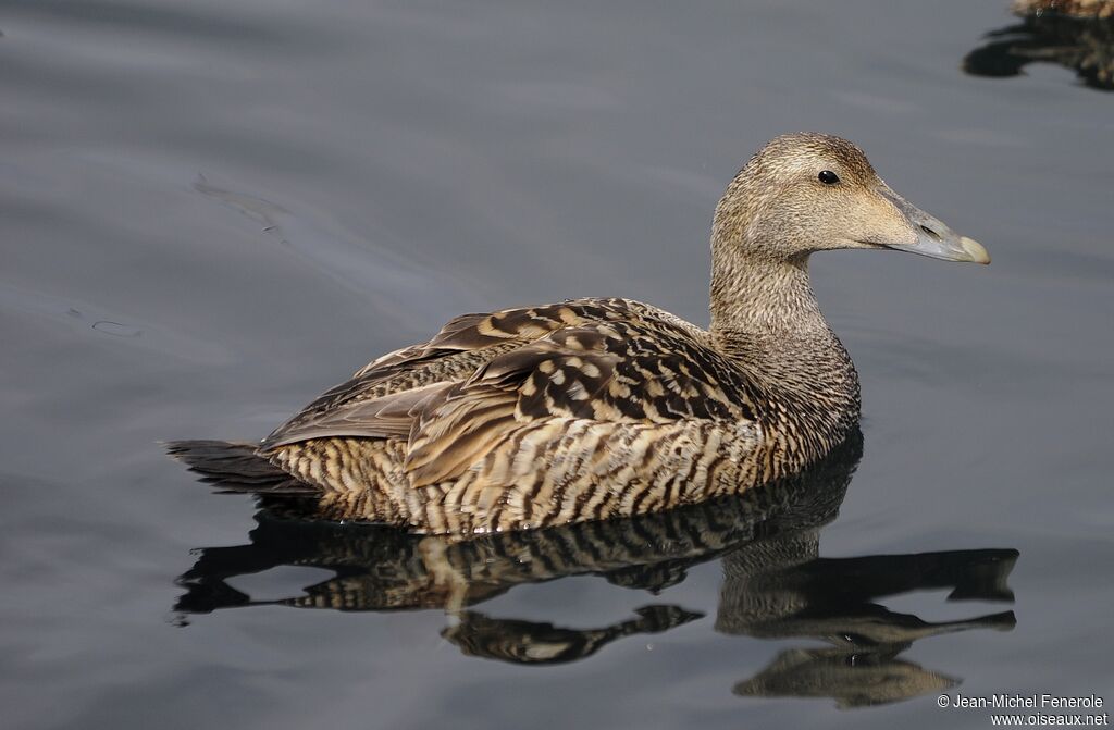 Common Eider