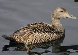 Common Eider