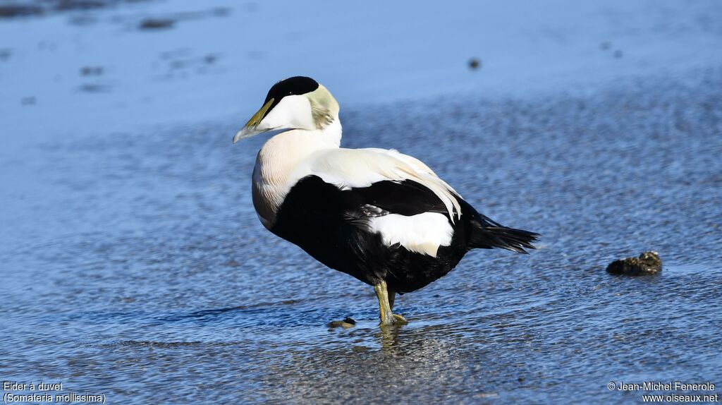 Common Eider