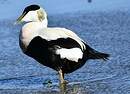 Eider à duvet