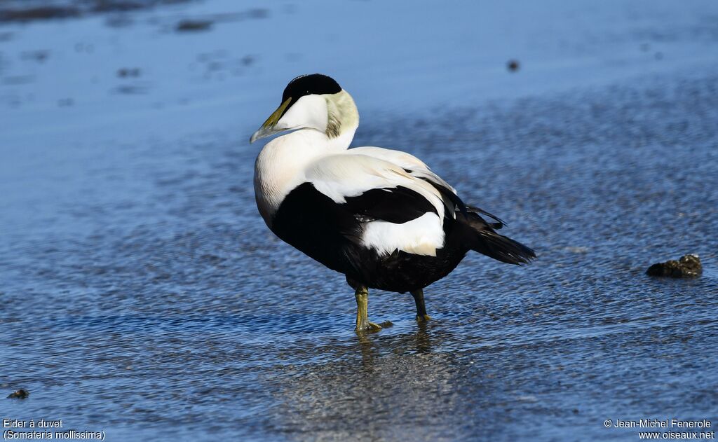 Common Eider