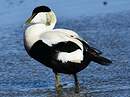Eider à duvet