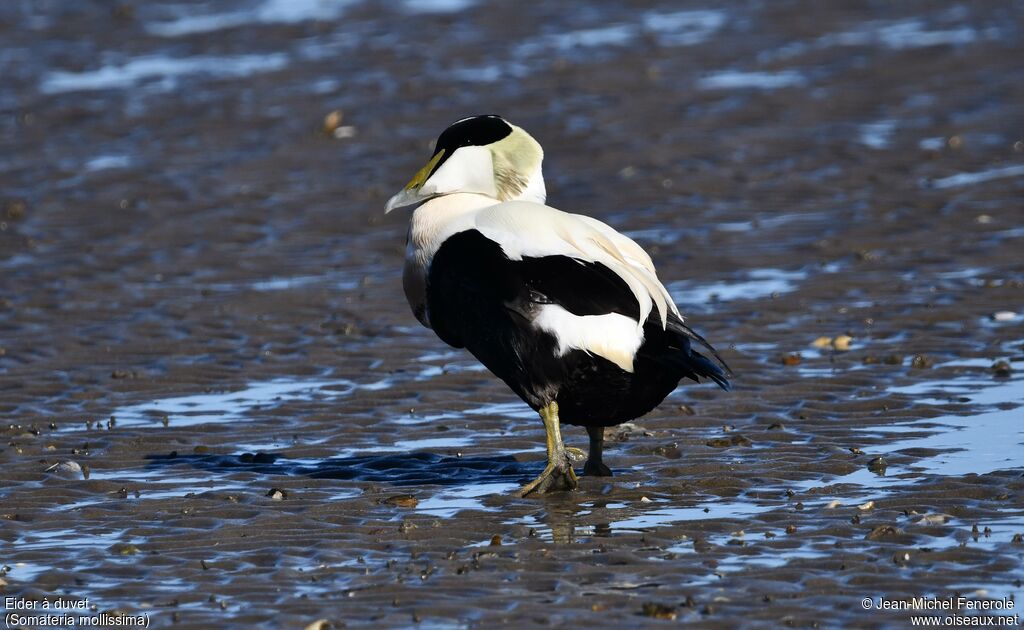 Common Eider