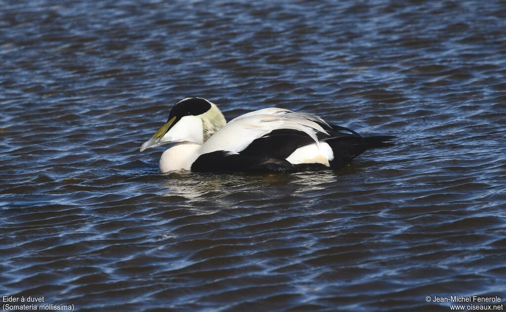 Common Eider