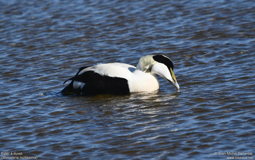 Common Eider