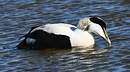 Eider à duvet
