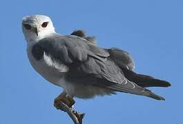 Black-winged Kite