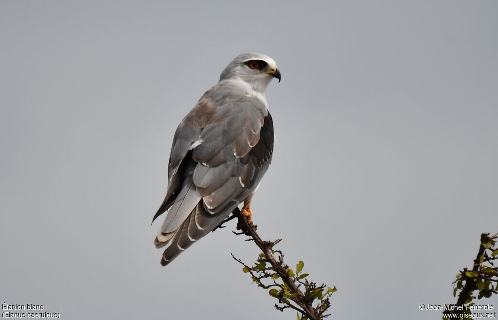 Black-winged Kite