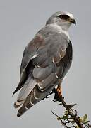 Black-winged Kite