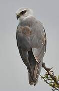 Black-winged Kite