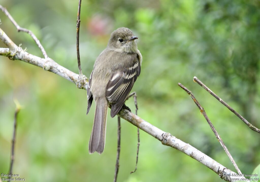Greater Antillean Elaenia