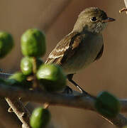 Caribbean Elaenia