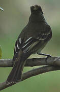 Caribbean Elaenia