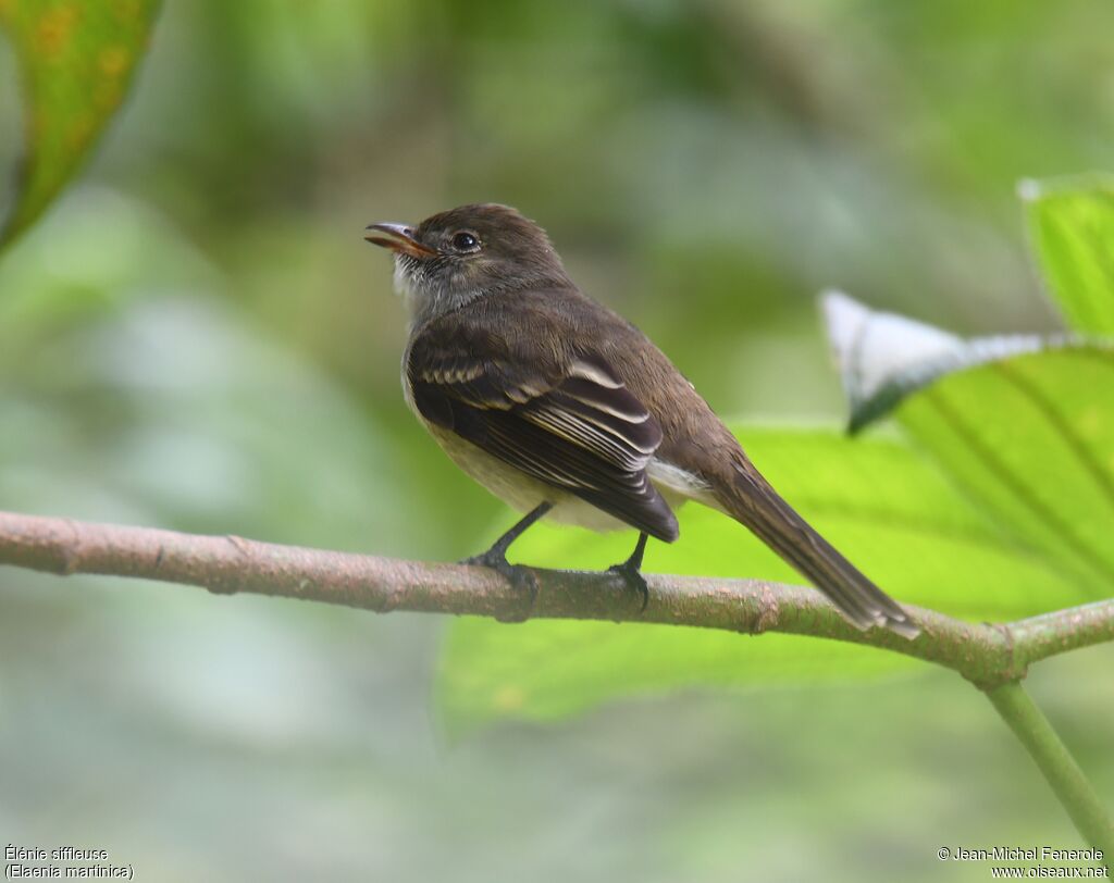 Caribbean Elaenia