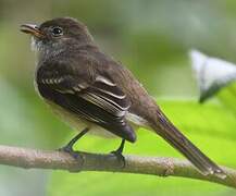 Caribbean Elaenia