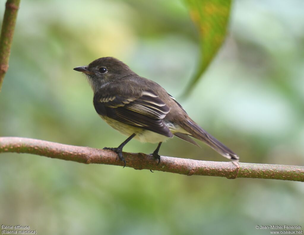 Caribbean Elaenia