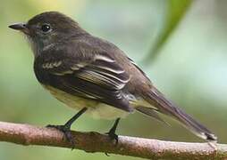 Caribbean Elaenia